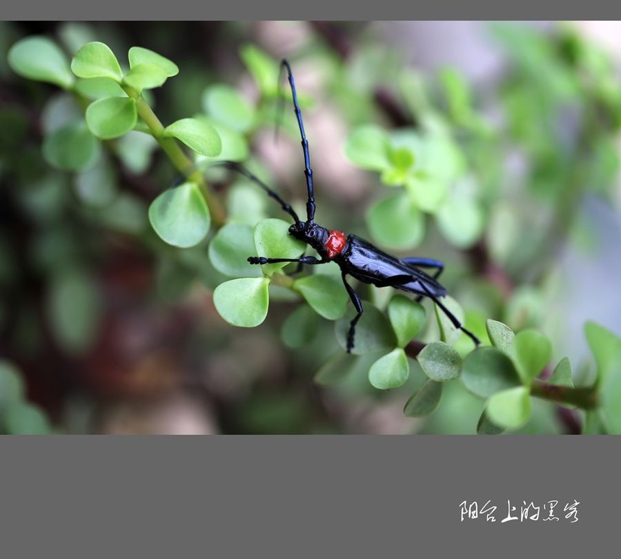 夏天长须子黑客白点昆虫的简单介绍